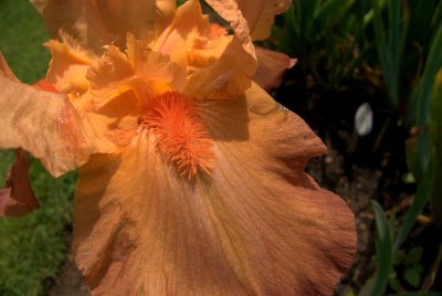 e iris  garden  2011  LX3  FS only P1050822.jpg