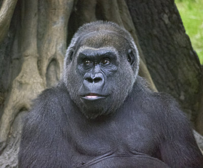 e BX Zoo2    iso5000  GH2  ps cs5  RAW P1050194.jpg
