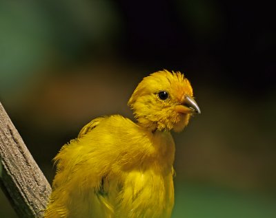 e e    Bx Zoo 7-2011  GH2  ps cs5 P1070399.jpg