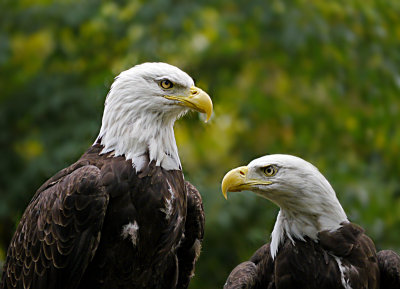 e Eagles  GH2  FS only  8-13-11  P1080493.jpg
