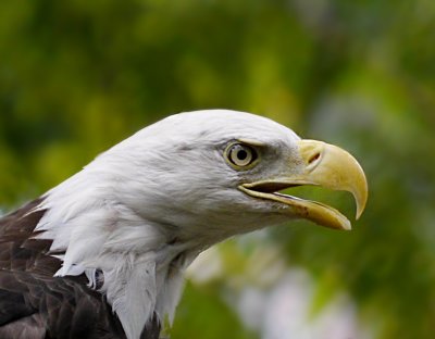 e TBZ  Eagle  GH2   FS only  8-13-11  P1080429.jpg