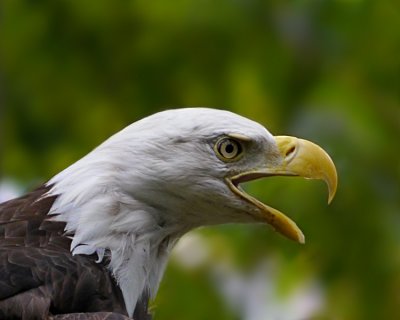 e Eagle   Fs  then ps cs5  GH2  P1080433.jpg