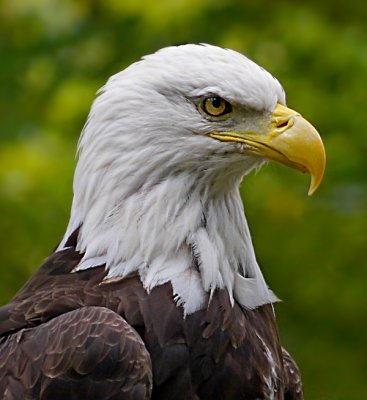 e Eagle  6     FS  then ps cs5  GH2  P1080451.jpg