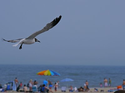 e gh2  POINT PLEASANT  8-2011  FS P1070727.jpg