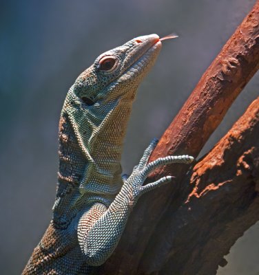 e GH2  Cen Park Zoo ps cs5    P1090371.jpg