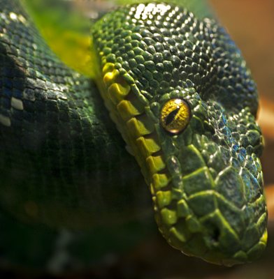 e GH2  Cen Park Zoo ps cs5  P1090355.jpg