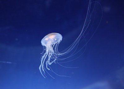 e  Norwalk Aquarium in conneticut GH2  FS onlyP1190050.jpg