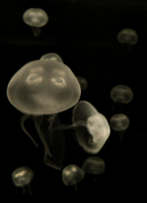 e BW jellyfish  gh2  P1190079.jpg