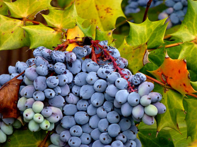 e ZS20  TBZ berries P1020343.jpg