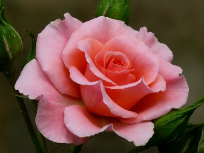 e zs20  flower 2 P1020508.jpg