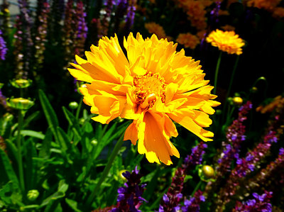 e  ZS20  Yellow Flower  FS P1020906.jpg