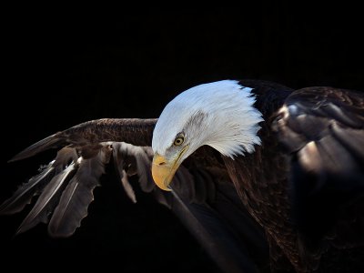 e 3  Bald Eagle 3  FZ8 RAW ps cs4 TBZ  P1030766.jpg