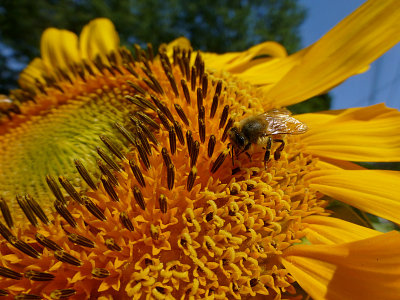 e ZS20  Bee and sunflower  fs  P1070004.jpg