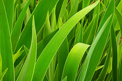 e  1  ZS3  Iris Garden  mid may  2010  ps cs4  P1030864.jpg