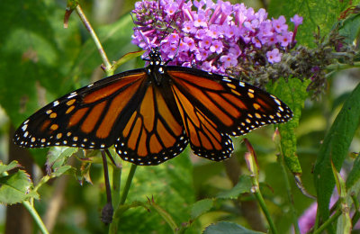 e  ZS20  butterfly  monarch  P1110043.jpg