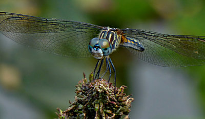 eZS20  DragonFly 2  FS only Cropped more  P1150556.jpg