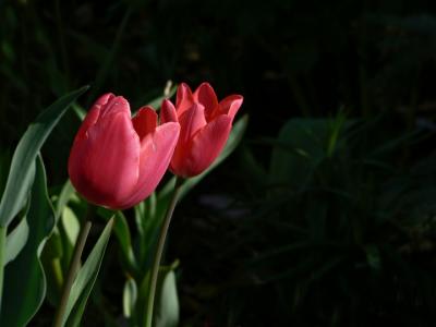 e Red and green 4  FZ7 ps cs2  P1327.jpg
