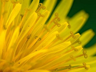 e Yellow Blades 1  FZ7 ps cs2   P0613.jpg