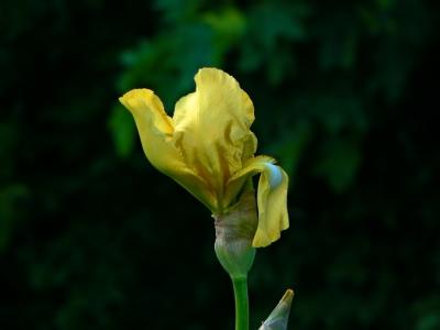 e Iris Garden4 FZ7 ps cs2 P3490.jpg