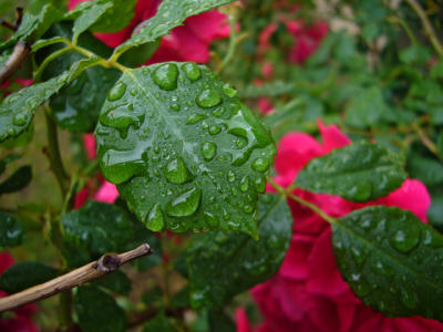 e Water Green FX-01 ps cs2  P0595.jpg