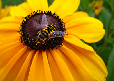 e Bee on yellow 1  FX-01 ps cs2 P0978.jpg