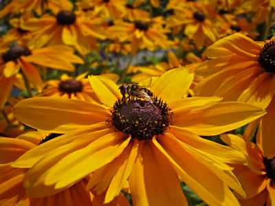 eAmongst the Many   bee in yellow -center-  3  fx-01 ps cs2 P1043.jpg