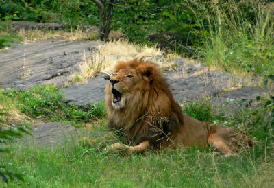 e Bzoo  Lion Roar 2 FZ7 ps cs2  P6445.jpg