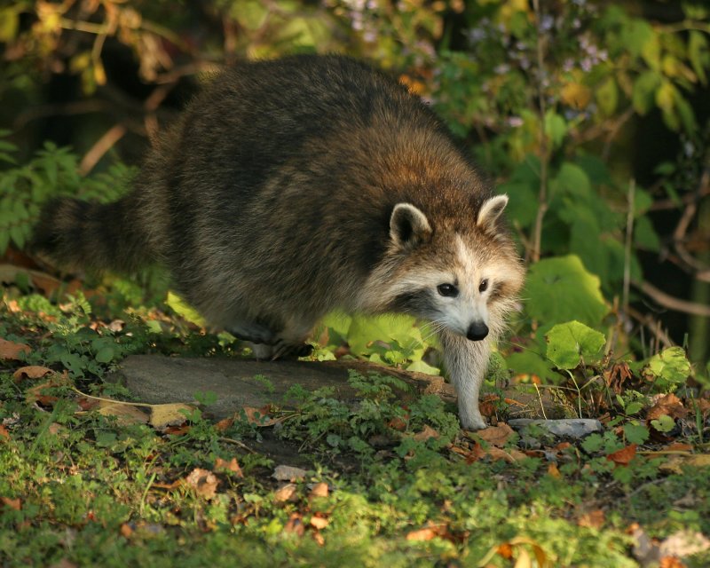 Raccoon without a mask!