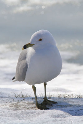 Ring-billed Gulls