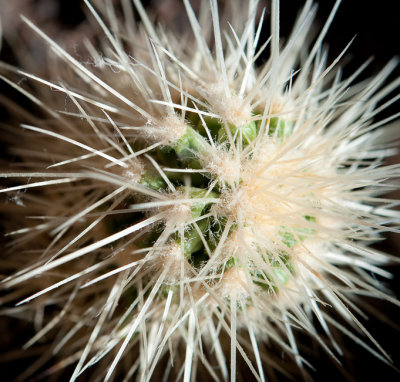 9th - Prickly