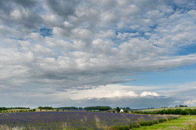 7th - Lavenders Blue...