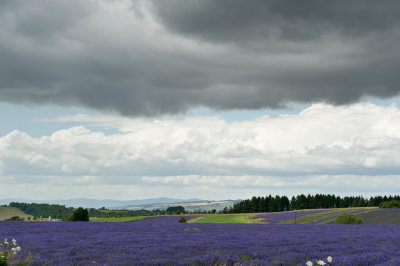 Lavender & Clouds