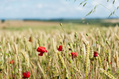 17th - Poppy-tastic