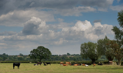 22nd - Cloudy Cows