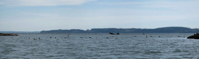A Large Group of Harbor Seals