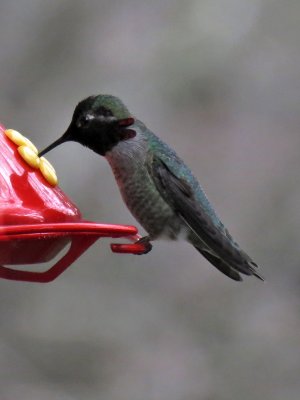 Anna's Hummingbird