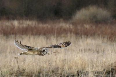 Short-eared Owl