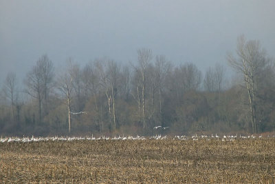 Morning at the Swan Preserve