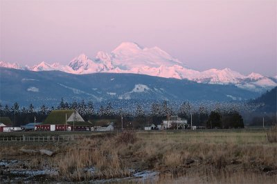 Mt. Baker looms over a swarm of Snow Geese at dusk