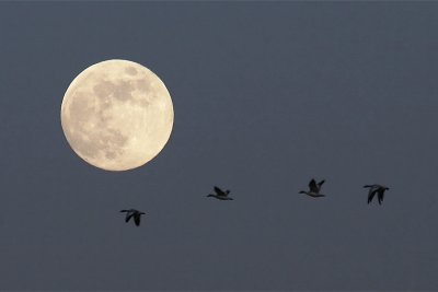 Snow Geese and Full Moon