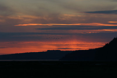 Snow Geese fly into Sunset