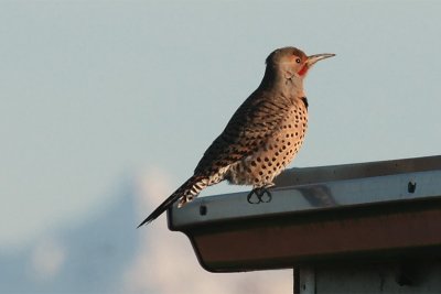Red-shafted Nortthern Flicker