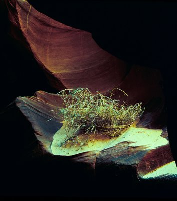 Tumbleweed - Antelope Canyon, Arizona
