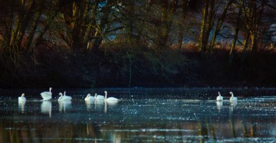Trumpeter Swans - Skagit Valley, Washington