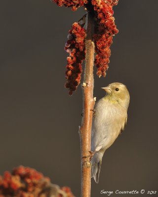 chardonneret_jaune