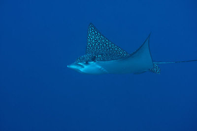 Spotted eagle ray - seen on our first dive
