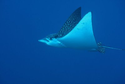 Belize 2011- Glover's Atoll