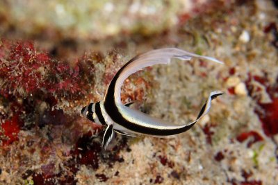 Juvenile drum