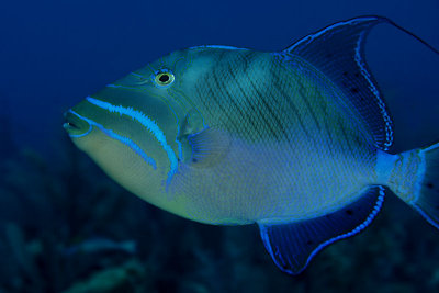 Queen triggerfish