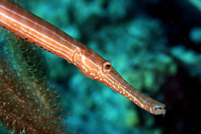 Trumpetfish